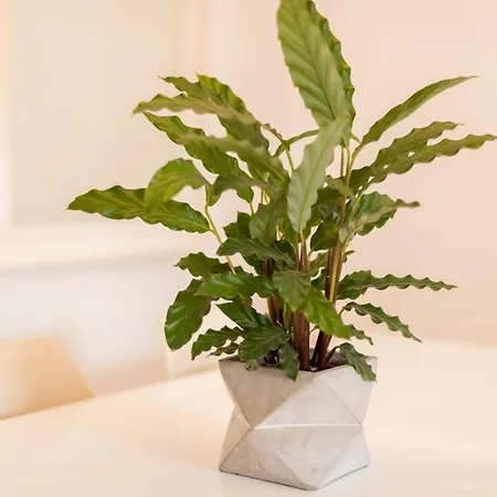 דירה Alfama Modern Two Bedroom W River View And Parking By Lu Holidays ליסבון